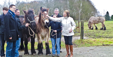 Provincie redt Brabant Trekpaard. Veulenpemie